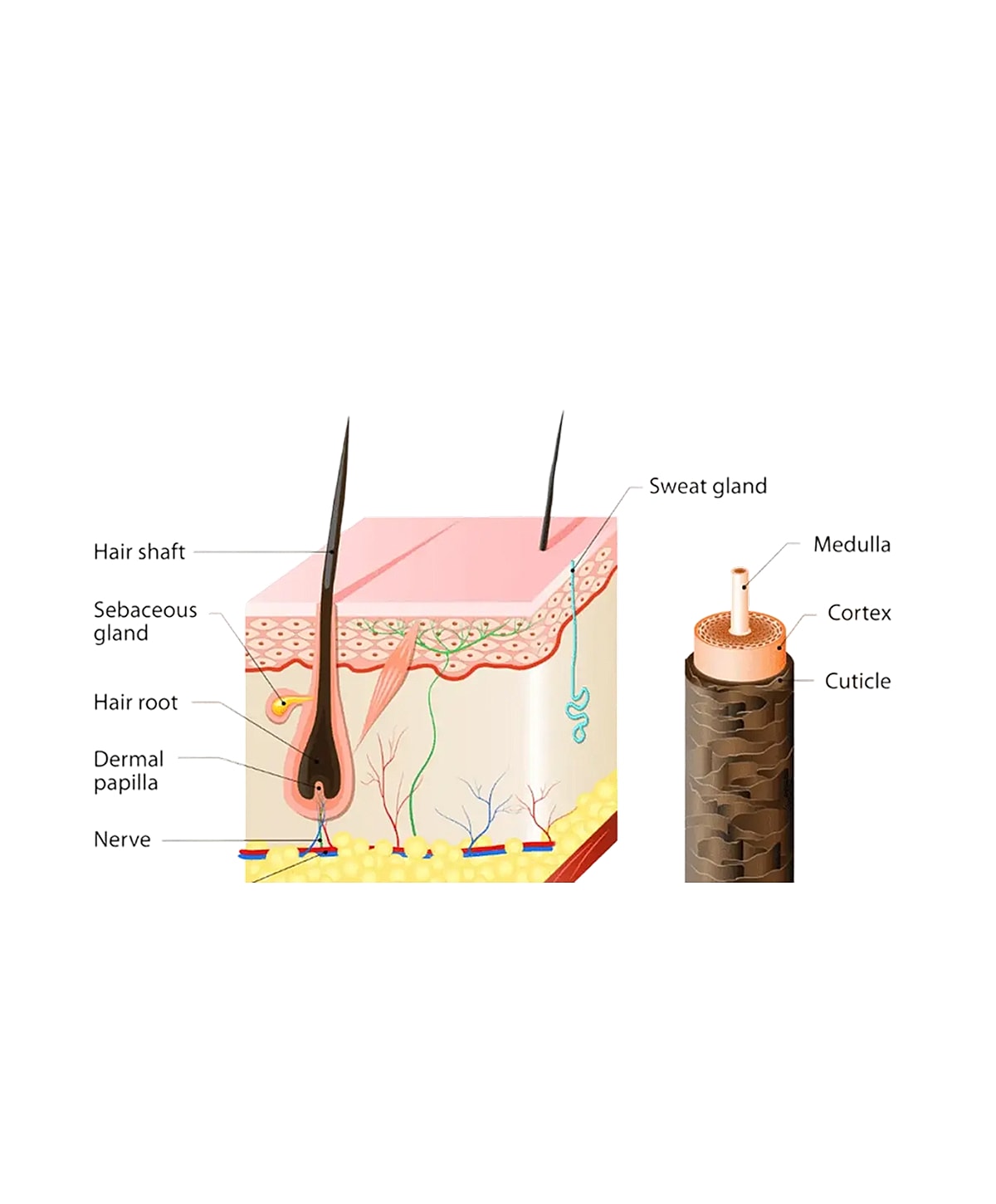 Diagram of hair structure and glands anatomy.